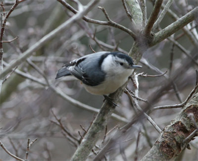 White-breasted Nuthatch