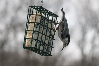 White-breasted Nuthatch