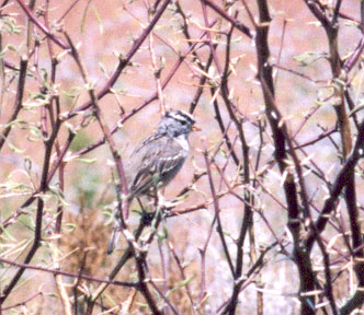 White Crowned Sparrow