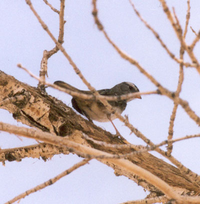 White Crowned Sparrow