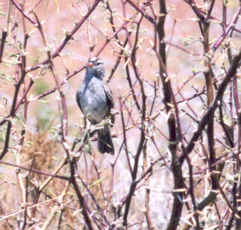 White Crowned Sparrow