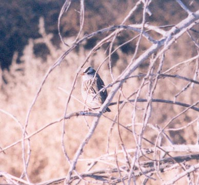 White Crowned Sparrow