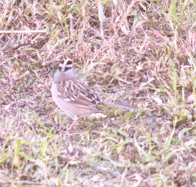 White Crowned Sparrow