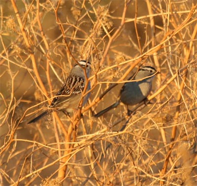 White Crowned Sparrow