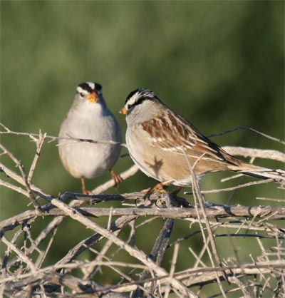 White Crowned Sparrow