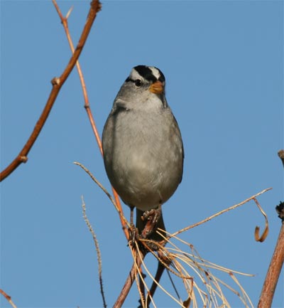 White Crowned Sparrow