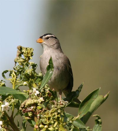 White Crowned Sparrow