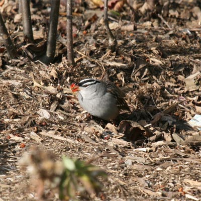 White Crowned Sparrow