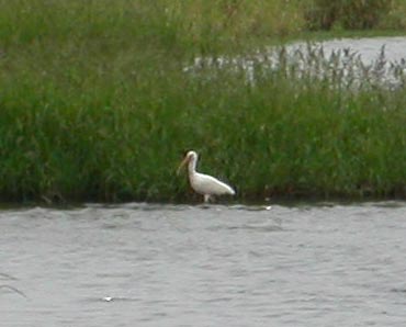 White Ibis