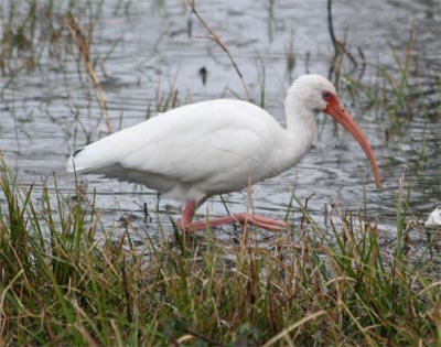 White Ibis