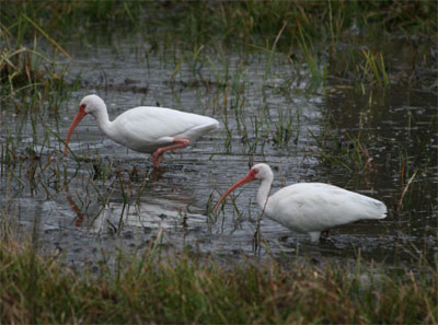 White Ibis