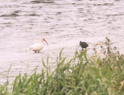 White Ibis