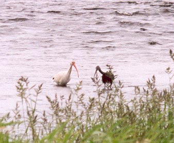 White Ibis