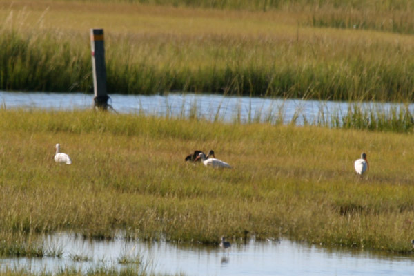 White Ibis