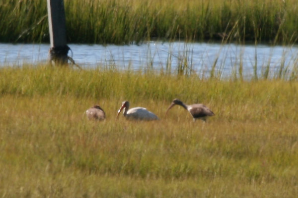 White Ibis