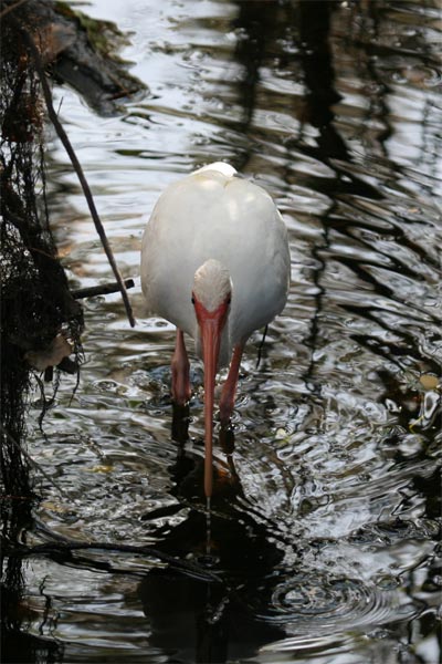 White Ibis