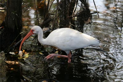 White Ibis