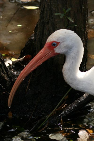 White Ibis