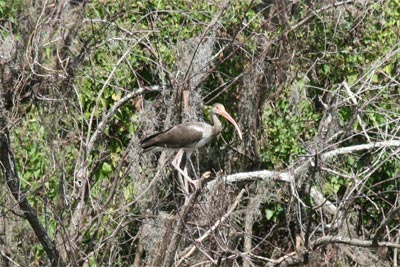 White Ibis