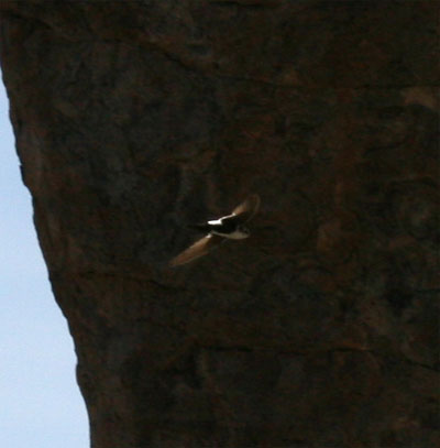 White Throated Swift