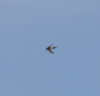 White Throated Swift