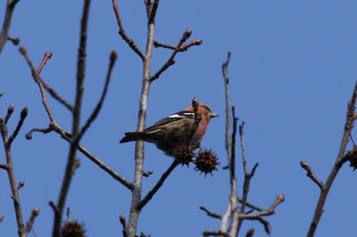 White-winged Crossbill