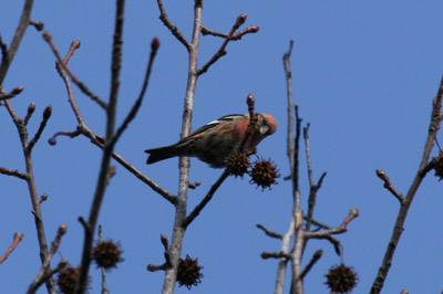 White-winged Crossbill