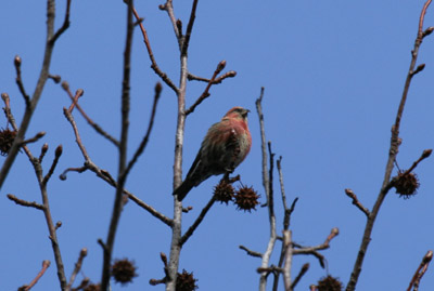 White-winged Crossbill