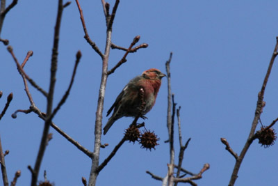 White-winged Crossbill