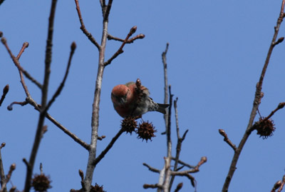 White-winged Crossbill