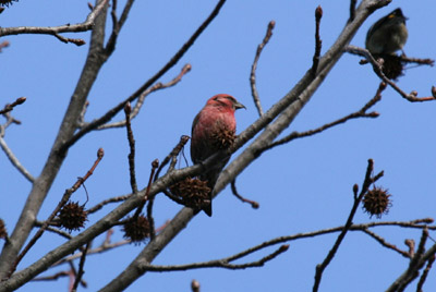 White-winged Crossbill