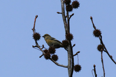 White-winged Crossbill