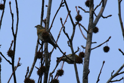 White-winged Crossbill