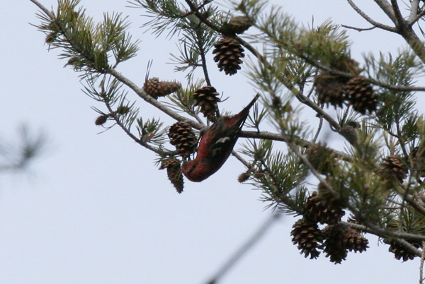 White-winged Crossbill