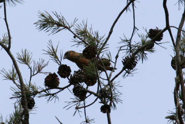 White-winged Crossbill