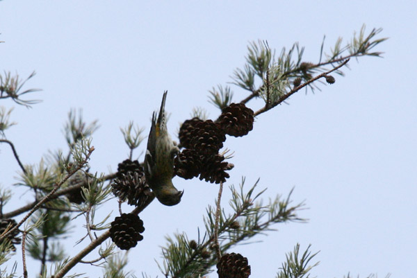 White-winged Crossbill