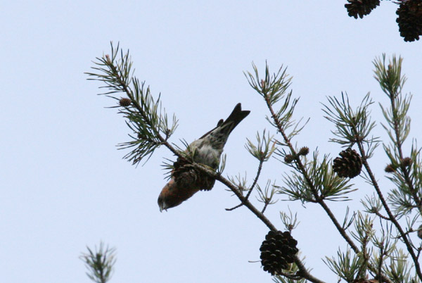 White-winged Crossbill