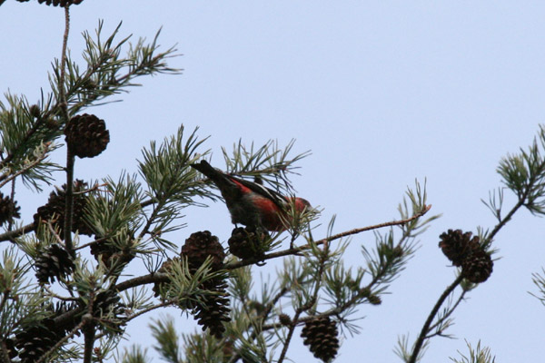 White-winged Crossbill