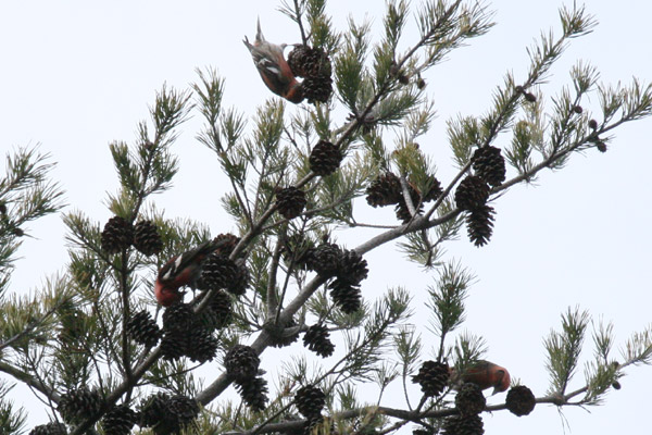 White-winged Crossbill