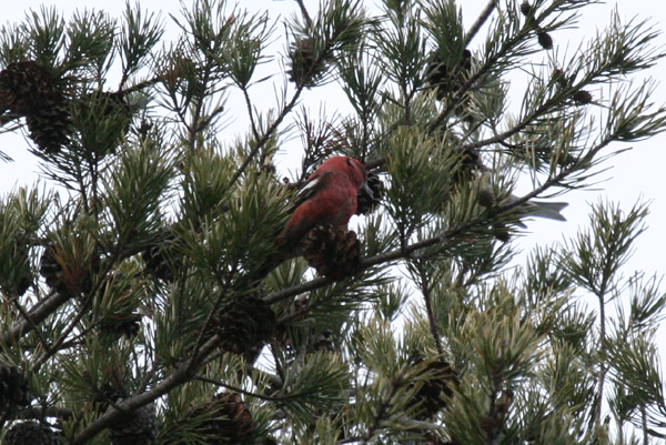 White-winged Crossbill