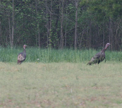 Wild Turkey