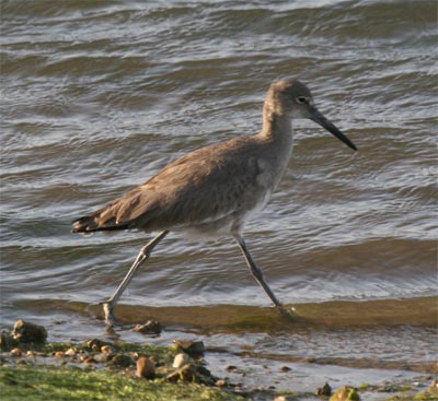 Willet