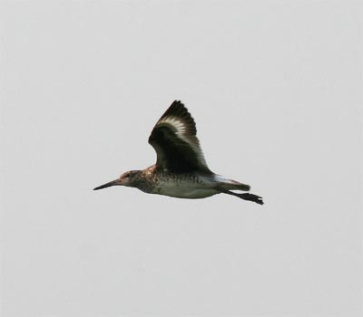 Willet