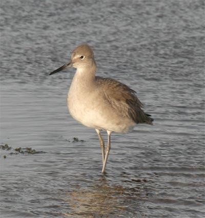 Willet