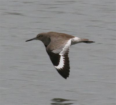 Willet