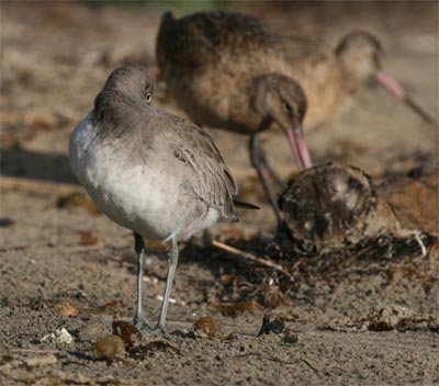 Willet