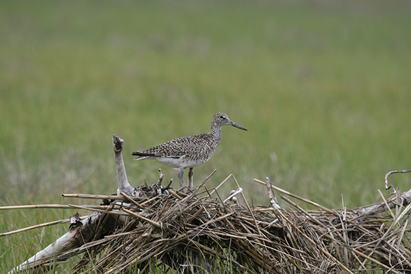 Willet