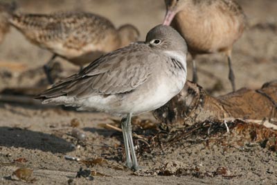 Willet