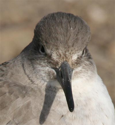 Willet