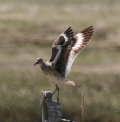 Willet